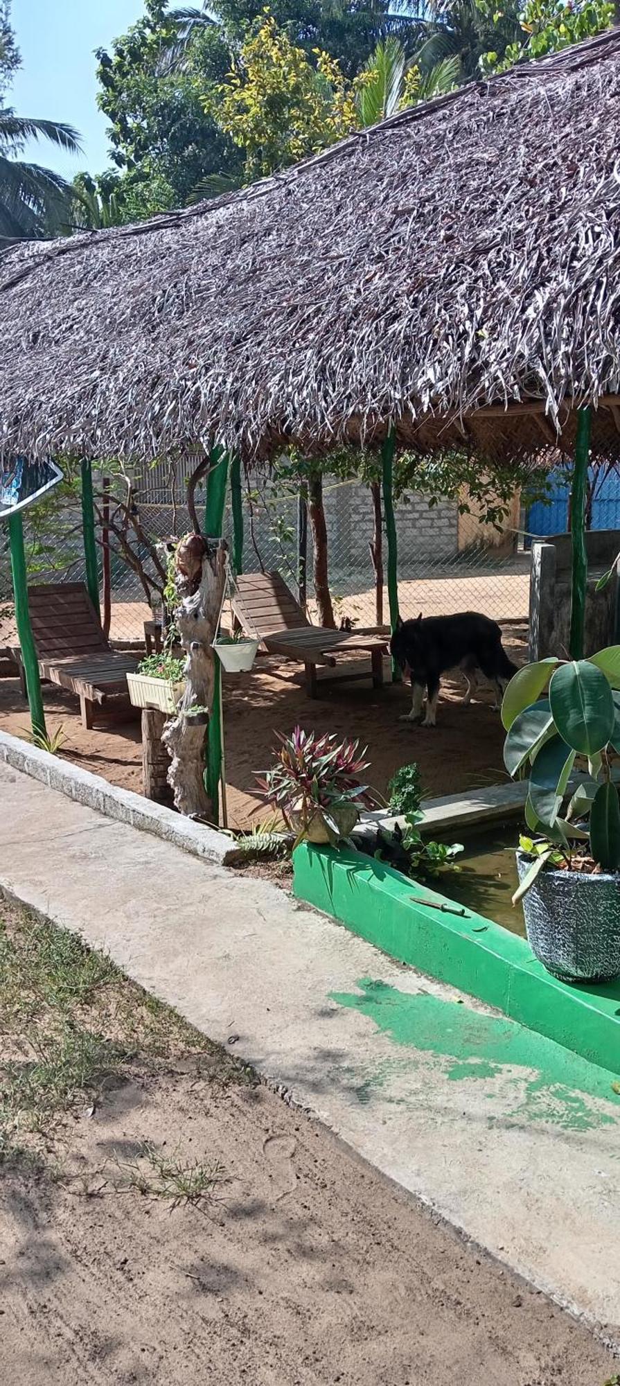 Surfing Lion Hostel Arugam Bay Kültér fotó